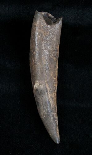 Fossil Sperm Whale Tooth - Inches (Miocene) #3842